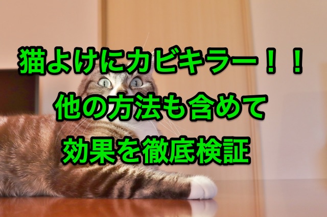 猫よけにカビキラーは効果が期待できる 他の方法も検証してみた ちしきのもり