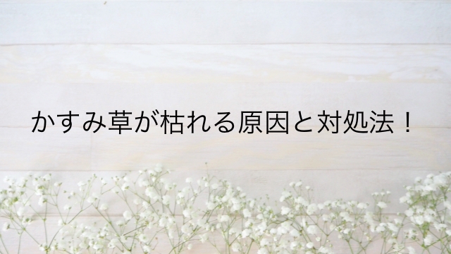 かすみ草が枯れる原因と対処法 ジプシーと宿根かすみ草の場合も ちしきのもり