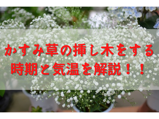 かすみ草の挿し木をする時期と気温は 切り花と花束の場合も解説 ちしきのもり