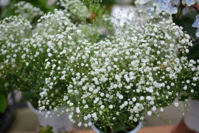 かすみ草の挿し木をする時期と気温は 切り花と花束の場合も解説 ちしきのもり