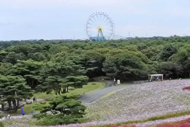 ひたち海浜公園の割引券はセブンイレブンで購入できる 前売り券をコンビニで購入できるか調べてみた ちしきのもり